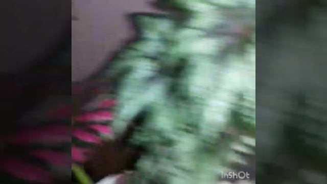 Обзор декоративнолистных бегоний , 27 сентября. смотреть онлайн