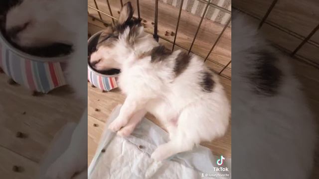 Папийон. Непосредственность щенуль всегда умиляет. #щенок #папильон #папийон #хочусобакупапийон смотреть онлайн