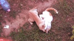 ТОП 10 кошачьих боёв Коты дерутся