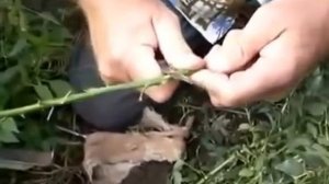 Размножение Роз   Прививка роз