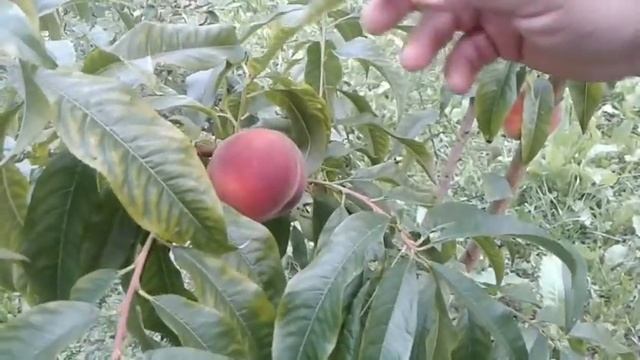 Бамбук из семян (ч.2) смотреть онлайн