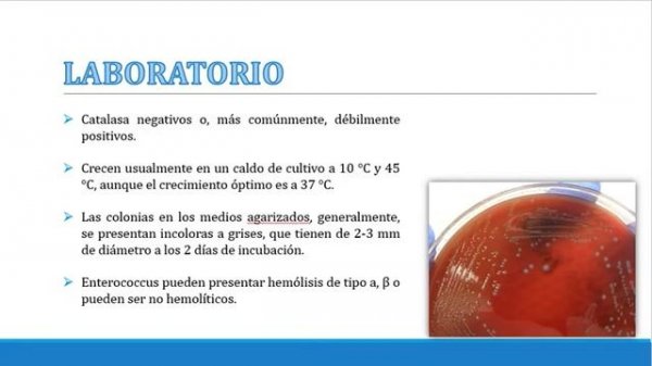 ENTEROCOCCUS FAECALIS 1