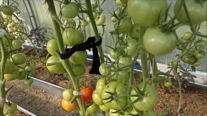 Обзор томата Интуиция