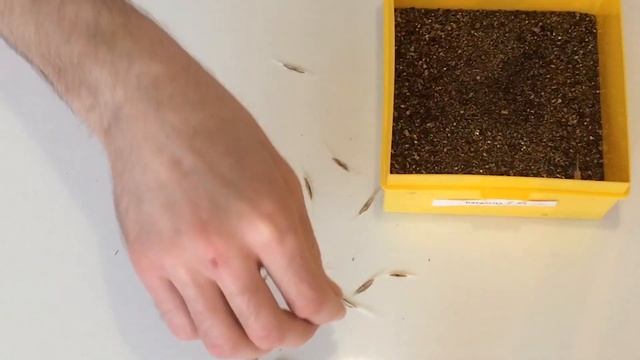 Как вырастить Катальпу из семян смотреть онлайн