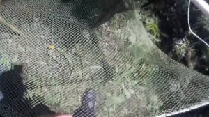 Как Сделать Ловушку для Ловли Креветки Своими Руками!