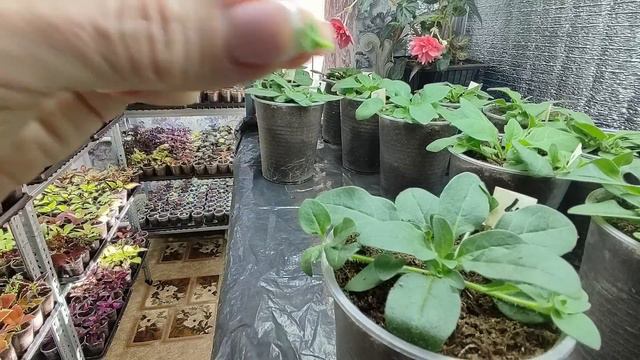 Как из тощей петунии вырастить огромный цветущий шар. Первая главная прищипка петунии. смотреть онлайн