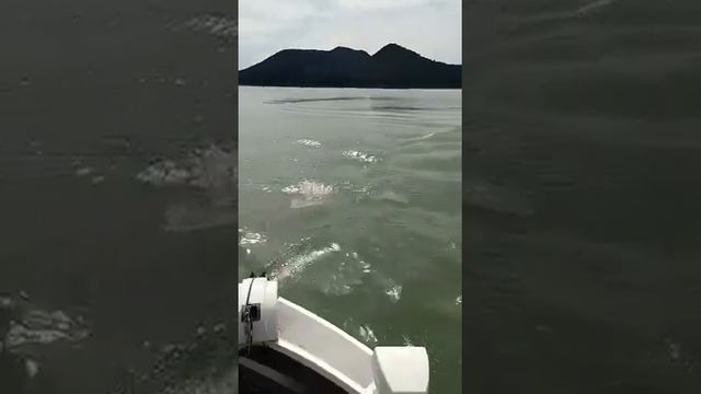 Haibo İpenguin P65 GPS Sanal Çapa | Haibo Türkiye смотреть онлайн