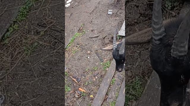 Вот так началось утро в деревне. смотреть онлайн
