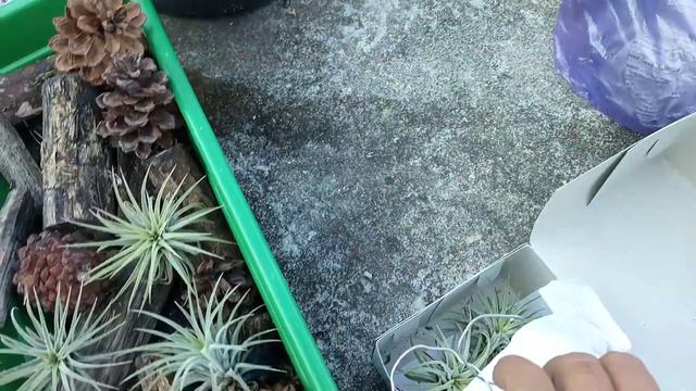 Tillandsia ionantha Mexico | GGPlant смотреть онлайн