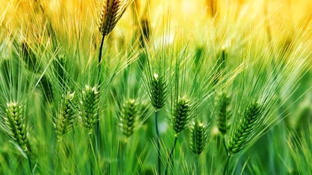 "The Green Leaves of Summer" - Arranged by Ennio Morricone - Эннио Морриконе "Зеленые листья лета" смотреть онлайн