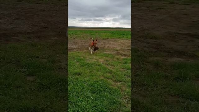 NALLA PODENCO CANARIO, APPORTE смотреть онлайн