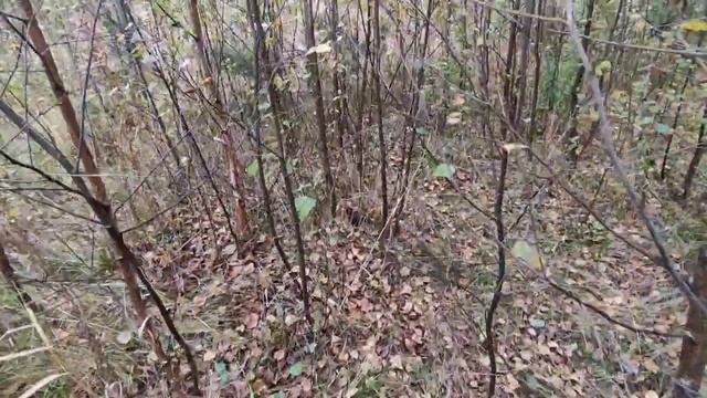 Грибы около дома | осень | 23.09.21 смотреть онлайн