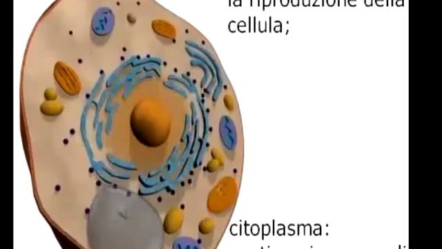 Строение клетки (животной и растительной ) смотреть онлайн