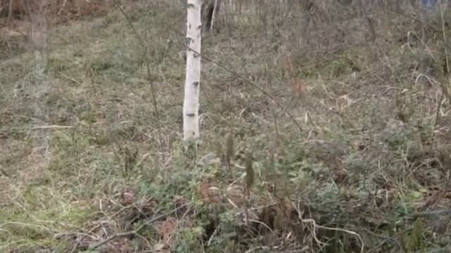 Весенний лес смотреть онлайн