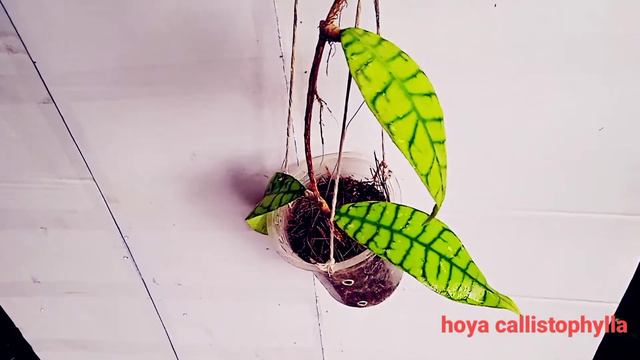 Hoya Callistophylla Sp Borneo