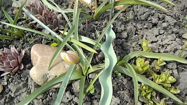 ПЕРВОЦВЕТЫ ИЗ ГОРНОГО АЛТАЯ В САДУ - ЗОЛОТОЙ КОРЕНЬ, РОДОДЕНДРОН, МОЖЖЕВЕЛЬНИК... смотреть онлайн