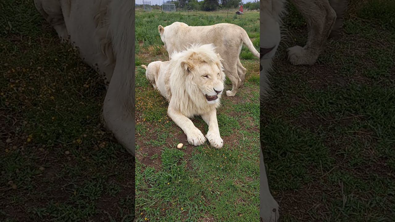 Белый лев и яйцо. White lion and the egg. смотреть онлайн