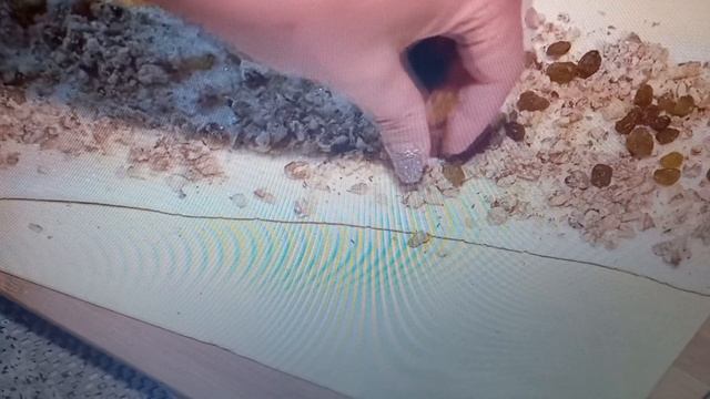 ХВОРОСТ ПО НОВОМУ!