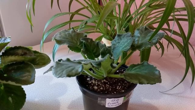 ФИАЛКИ. Как почистить фиалку смотреть онлайн