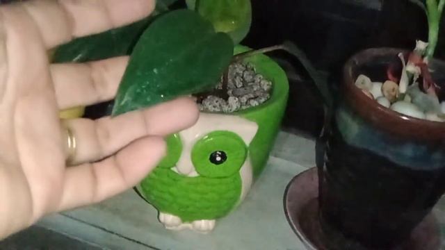 DWARF RED CONGO PHILODENDRON PROPAGATION IN A CEMENT OWL POT (no talk) @MommyLhynsAdventure смотреть онлайн