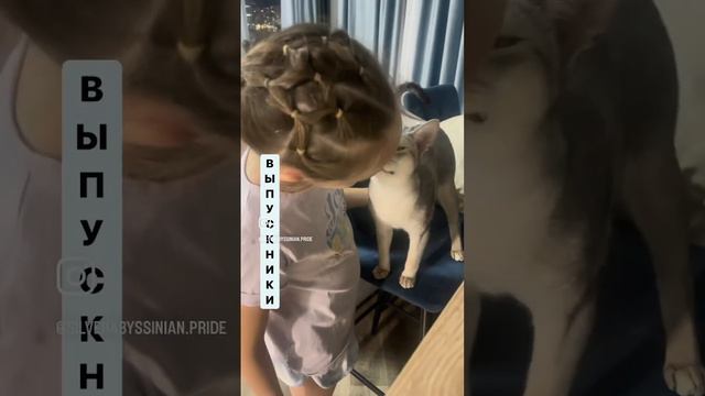 Серебряные абиссинцы очень ласковые и нежные. Видеопривет от выпускников Джокера и Зефира смотреть онлайн