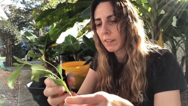 How to PROPAGATE Lantana? | Lantana plant propagation смотреть онлайн