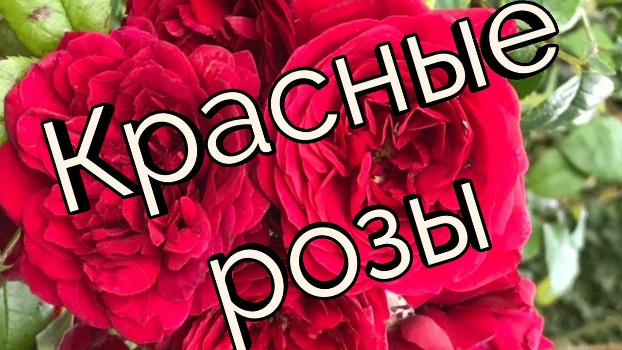 Красные розы с названиями сортов.Цветение лето 2020 г. смотреть онлайн