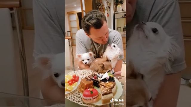 Песня про чихуахуа смотреть онлайн