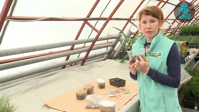 Как провести стратификацию семян? смотреть онлайн