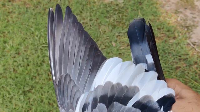 ch sher afgan SB ka dab Wala pigeon смотреть онлайн