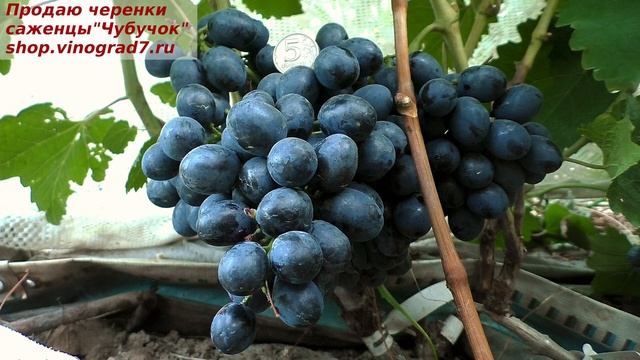 Виноград ШАРАДА - очень раннего срока созревания с приятным шоколадным вкусом ягод. смотреть онлайн
