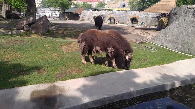 Московский зоопарк смотреть онлайн