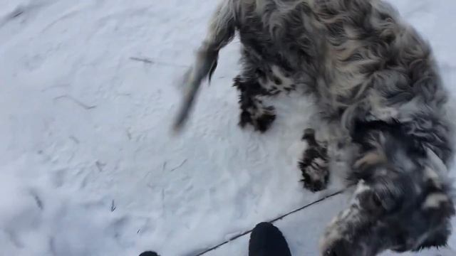 Ли Сяо / Alice the Fox Лиса Алиса (Кухонная лежанка и обида на собак) смотреть онлайн