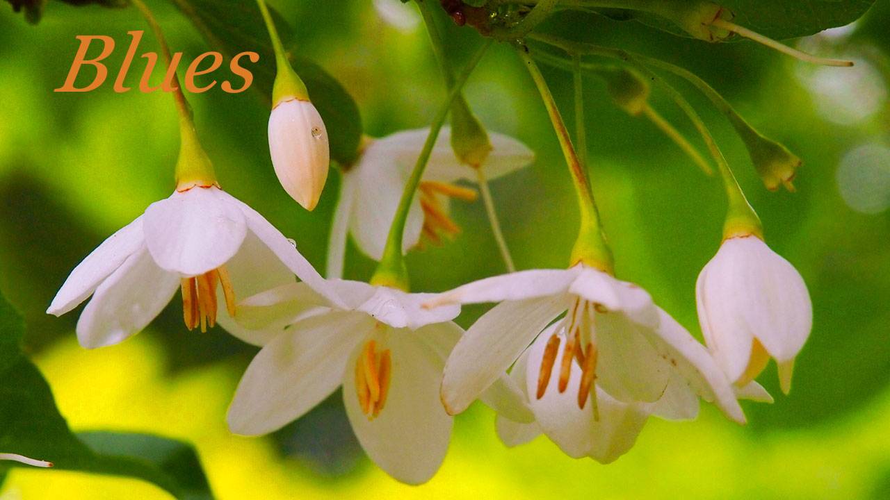 Весенний блюз 017. & Spring blues. смотреть онлайн