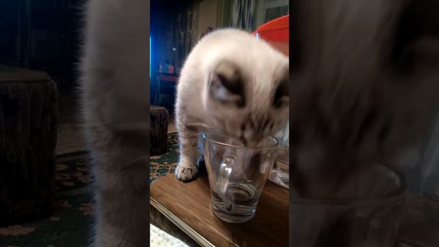 Решила попить воды м дааа смотреть онлайн