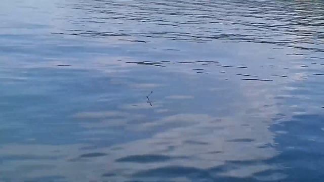 Летняя рыбалка на лодке в заливе. Спиннинг. Поплавок. Сорога. смотреть онлайн