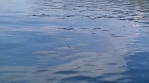 Летняя рыбалка на лодке в заливе. Спиннинг. Поплавок. Сорога.