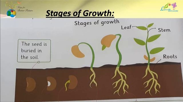 Science class 1 unit#6 | Living & Non-living things | Difference between Livings & non-livings смотреть онлайн