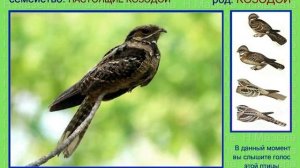 Козодой. 1 часть Евразия. Голоса птиц