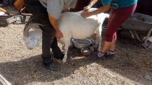 Всегда ли кровь в молоке является признаком мастита у козы