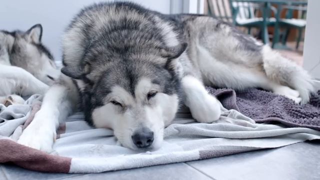 TOP 10 MOST DANGEROUS DOGS IN THE WORLD смотреть онлайн