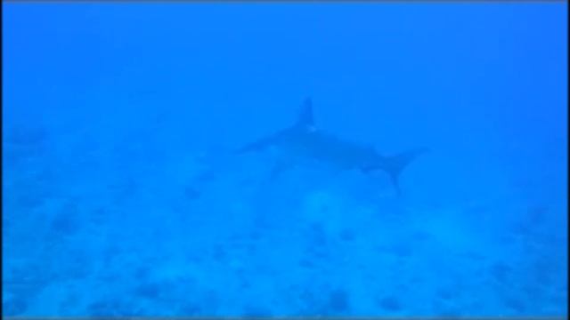 Facts: The Scalloped Hammerhead смотреть онлайн