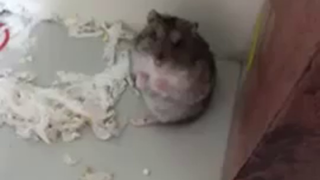 Хомяк - актёр смотреть онлайн