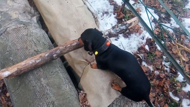 Такса по трубам смотреть онлайн