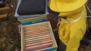 Весенняя подкормка. Аскофероз у пчел. Лечение. Делаю сироп.