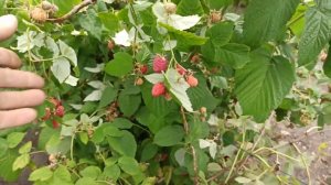 Подвязка малины рядами, быстро и просто...