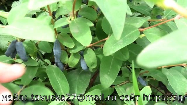 ГОЛУБОЙ БАНАН сорт жимолости смотреть онлайн