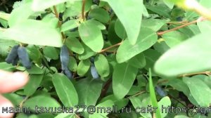 ГОЛУБОЙ БАНАН сорт жимолости