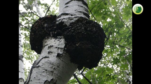 С днем работников лесного хозяйства смотреть онлайн