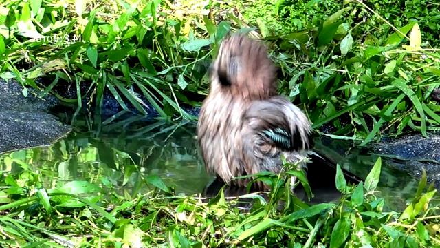 Сойка - Garrulus glandarius Сойка как выглядит ? как купается в природе птицы на водопое смотреть онлайн